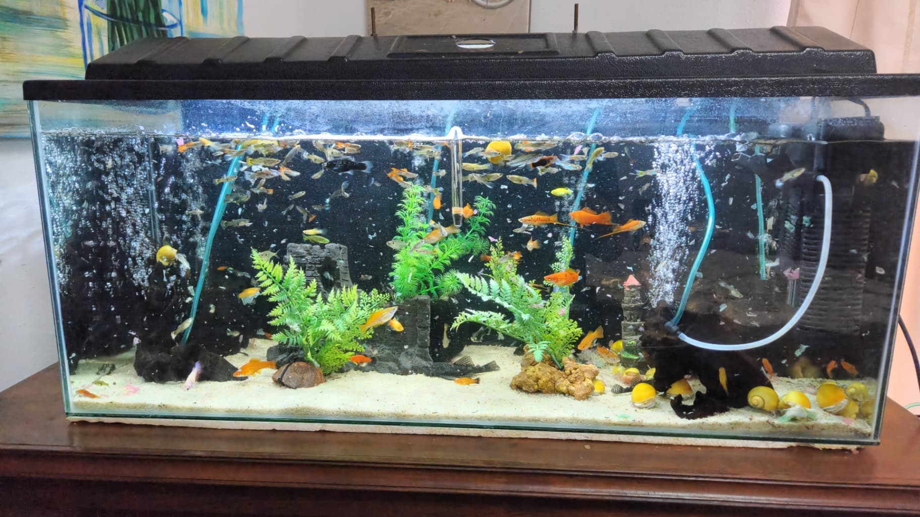 100 litre fish tank